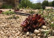 <p>Leaving no space untouched, the growing trend for green roofs and walls is evident on gardens large and small at this year’s show, including <strong>Helen Elk-Smith’s </strong>garden for Warner’s Gin which features a vibrant living roof of Sedums, Euphorbias and Thyme; and <strong>Andrew Duff’s</strong> garden featuring the largest green wall ever seen at RHS Chelsea planted with a mix of ferns, grasses, ivies and herbaceous flowering plants. </p><p>With outdoor space at a premium, <a href="https://www.housebeautiful.com/uk/garden/designs/a875/green-walls-vertical-garden/" rel="nofollow noopener" target="_blank" data-ylk="slk:vertical gardens;elm:context_link;itc:0;sec:content-canvas" class="link ">vertical gardens</a> are a wonderful way to incorporate greenery into any garden especially in urban areas. </p><p>Image: Helen Elks-Smith MSGD</p>