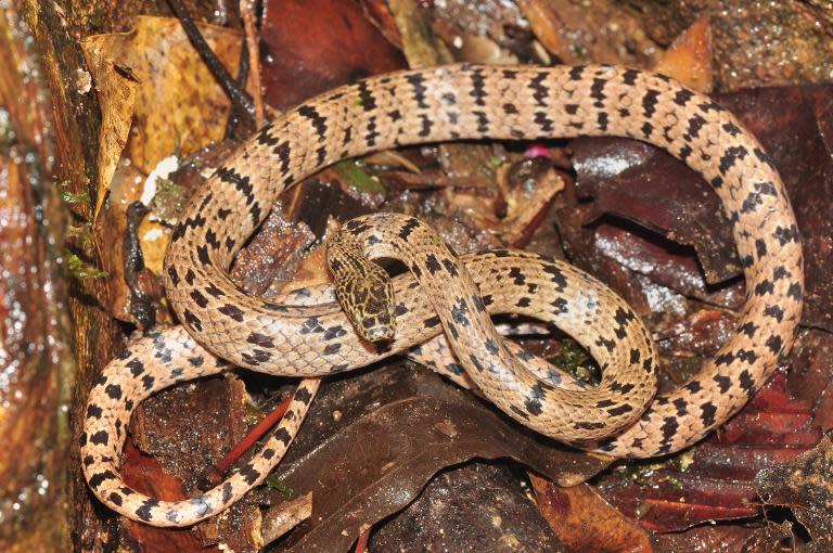 An undated handout picture released in Hanoi on May 27, 2015 by the World Wildlife Fund (WWF) shows a stealthy wolf snake, Lycodon zoosvictoriae