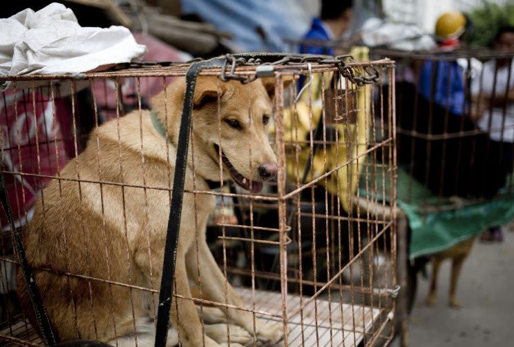 Dog meat remains popular in the region. Here a dog is caged before being sold at a meat festival in southern China (Rex)