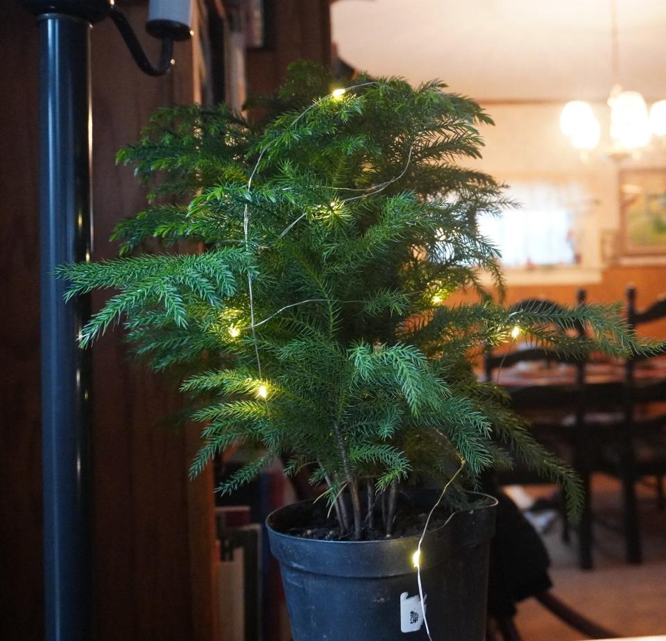 A Norfolk Island pine has soft needles.