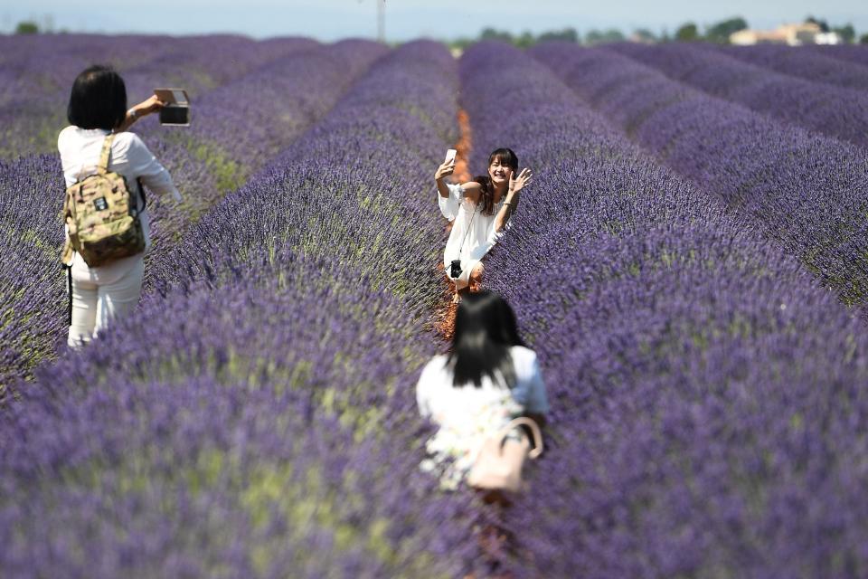 Chinese tourists in a lavender field in France