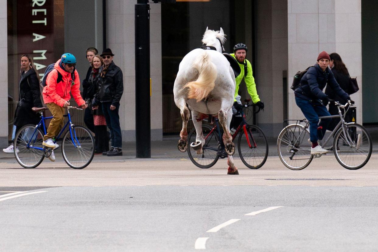 A white horse on the loose bolts through the streets of London near Aldwych. Picture date: Wednesday April 24, 2024.