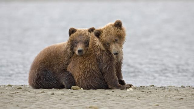 Bears in Alaska's Hallo Bay Are Changing What They Eat