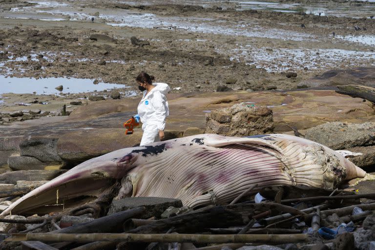 Una trabajadora ambiental camina cerca de una ballena Bryde muerta arrastrada hasta una playita cerca del Casco Antiguo de Ciudad de Panamá y sobre la bahía del Pacífico, el jueves 16 de junio de 2022. (Foto AP/Arnulfo Franco)