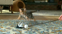 <b>Cute pet aggregator</b><br>For most of us, kitten ogling is for break-time. But if you're a web editor for <a href="http://cuteoverload.com/" rel="nofollow noopener" target="_blank" data-ylk="slk:Cute Overload;elm:context_link;itc:0;sec:content-canvas" class="link ">Cute Overload</a> or a casting agent at <a href="http://trueent.net/too-cute" rel="nofollow noopener" target="_blank" data-ylk="slk:True Entertainment;elm:context_link;itc:0;sec:content-canvas" class="link ">True Entertainment</a>, the production company behind Animal Planet's "Too Cute" you have comb through adorable footage and photos of sloths, kittens and puppies for a living.