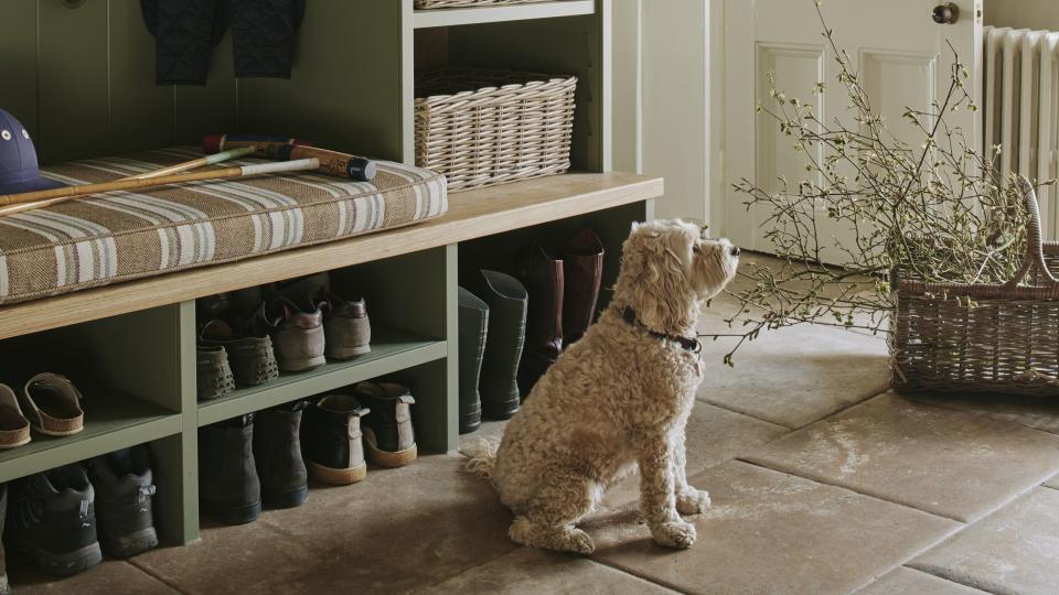 a dog sitting on a rug in a room with shelves and a door