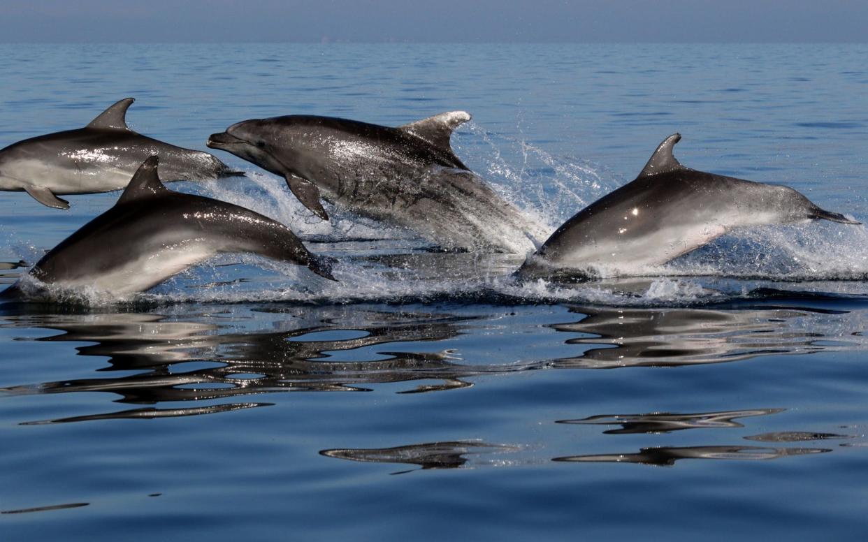 Researchers found that bottlenose dolphins tended to be cliquey and shun others from outside their social circle - PA