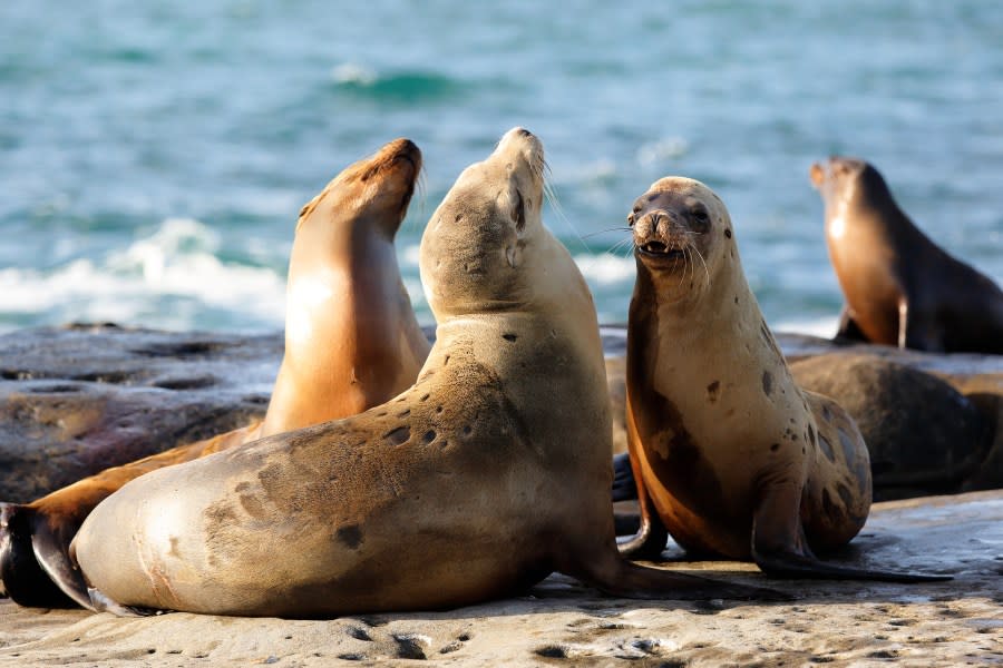 A group of wild sea lions playing at La Jolla Cove.