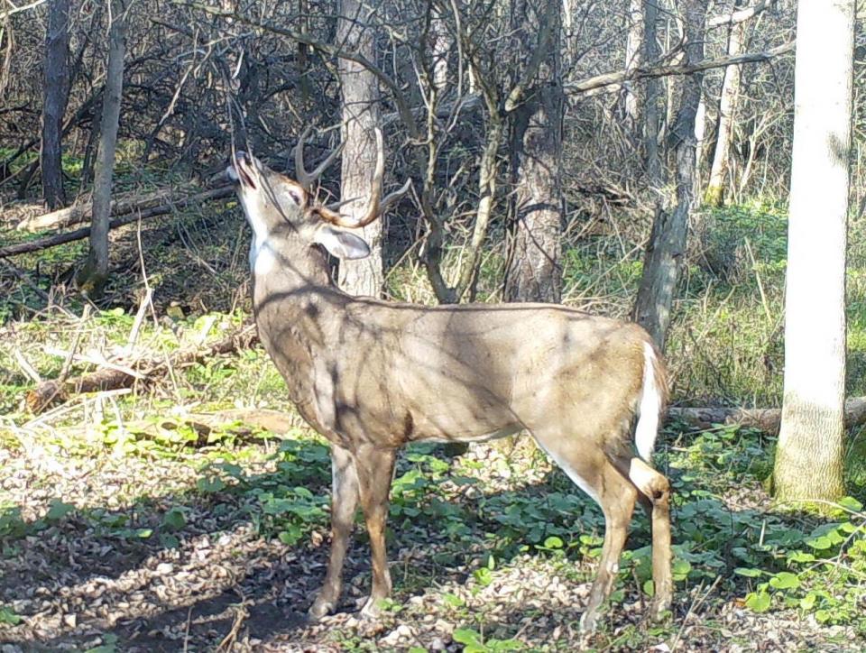 A buck hits the overhanging branch at the highpoint of the rut.