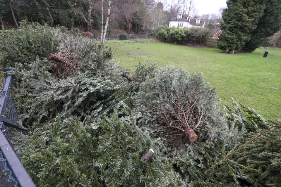 Christmas trees wait to be collected at Victory Field in Sunninghill, near Ascot, Berkshire, as part of a recycling scheme provided by the Royal Borough of Windsor and Maidenhead Council. (Photo by Steve Parsons/PA Images via Getty Images)