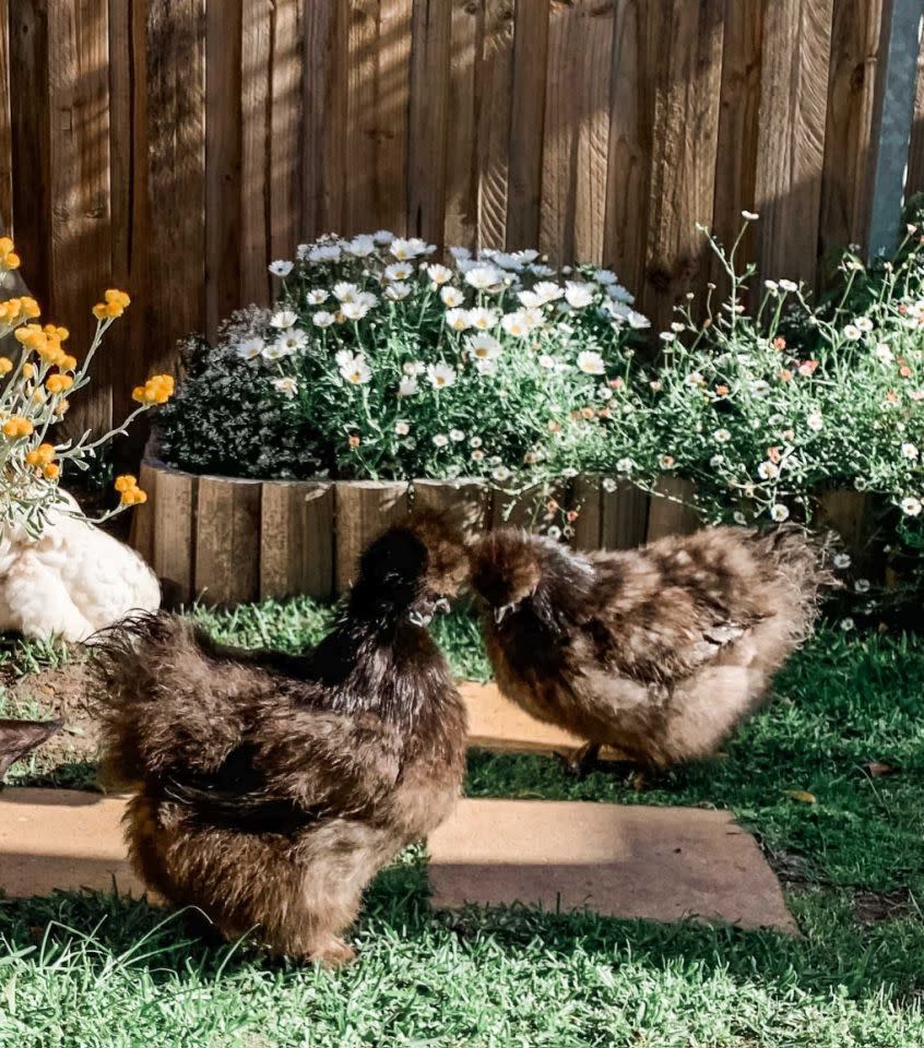 Das sind meine beiden Silkies. Sie legen weniger Eier, sind aber sanftmütig und richten in meinem winzigen Garten weniger Schaden an. Du siehst links, dass meine Champion-Legehenne ein Loch in den Boden gegraben hat – sie führt immer etwas im Schilde. Foto: Zur Verfügung gestellt.