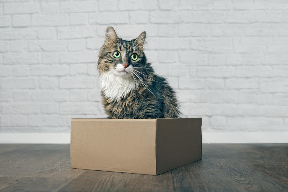 Cats love sitting on squares. (Getty Images)