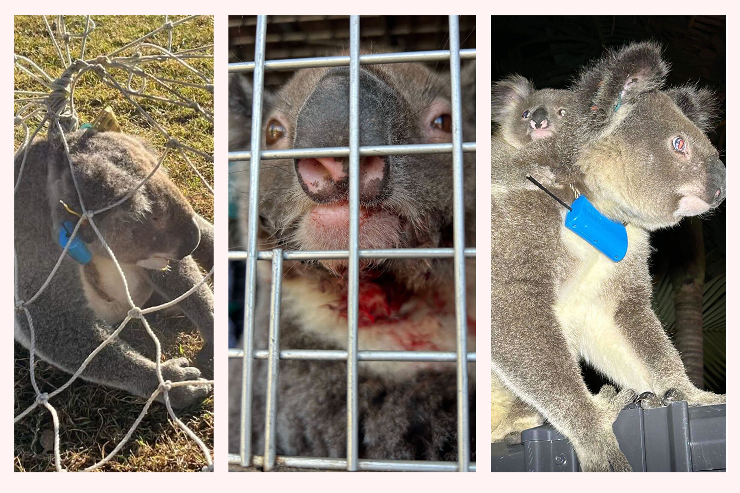 Koalas wearing blue tracking collars. Left: A koala tangled in a soccer net. Middle: A bloody koala in a cage after it was mauled by a dog. Right: A koala and her baby on a fence and and lost in suburbia. 