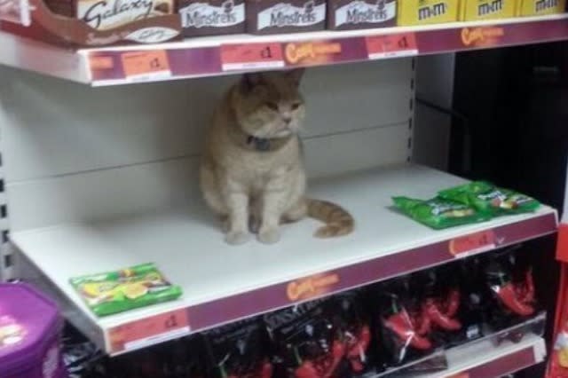 Cat on Sainsbury's Shelf