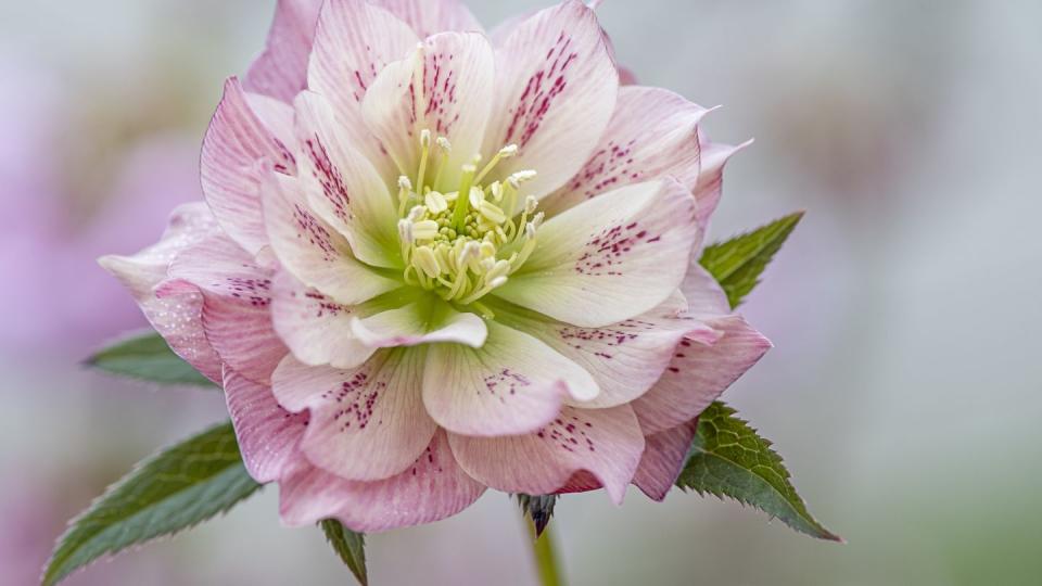 winter flowers hellebore