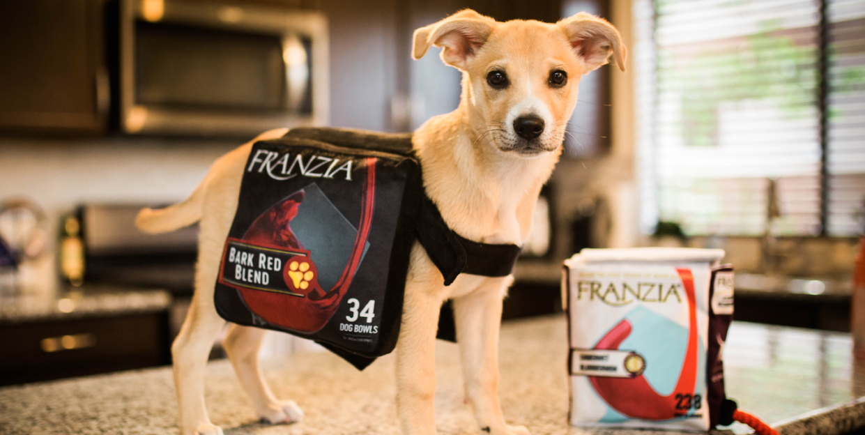 franzia dog halloween costume