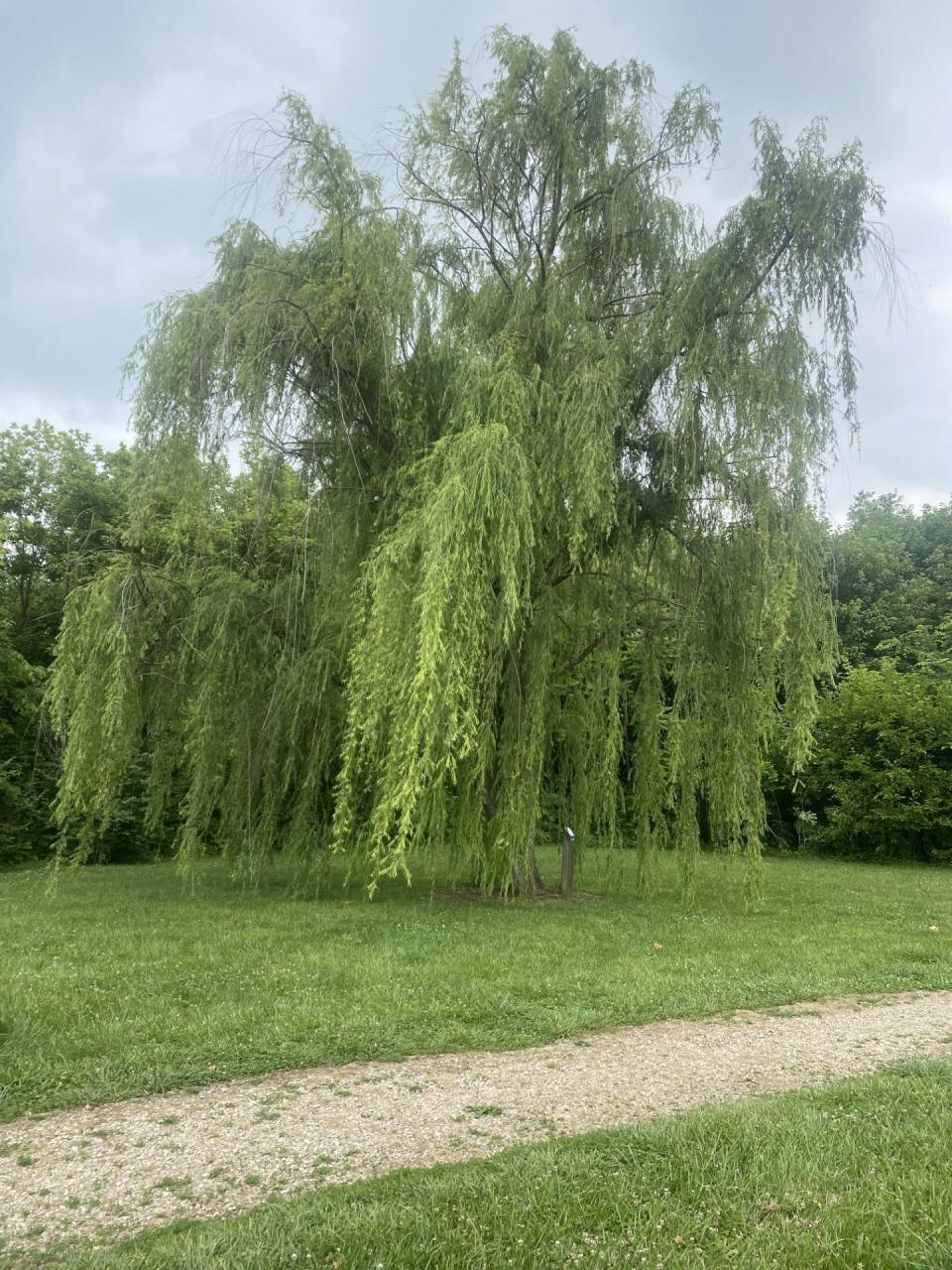 The 45-foot willow tree at Millennium Grove in Chillicothe, Ohio, came from the grave site of Napoleon Bonaparte after being propagated to Andrew Johnson’s estate.