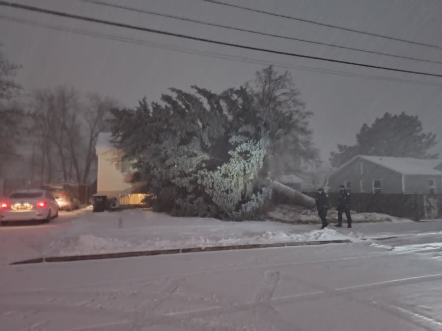 A large tree was toppled Tuesday evening as a snow squall blew threw Brigham City. No one was hurt. (Courtesy of Peggy Redington)