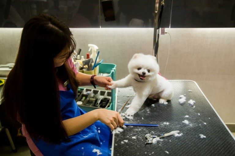 Pint-sized breeds are particularly popular in space-starved Hong Kong