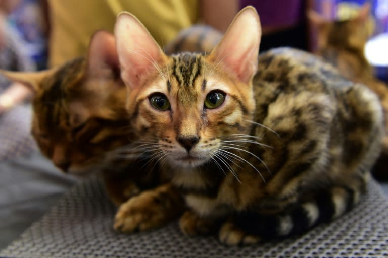 Ein Test der Stiftungs Warentest hat gezeigt: Gutes Katzen-Nassfutter muss nicht teuer sein. Insgesamt nahm das Verbrauchermagazin "test" 27 Marken unter die Lupe, von den günstigeren Eigenmarken schnitten neun mit "gut" oder "sehr gut" ab (SAM PANTHAKY)