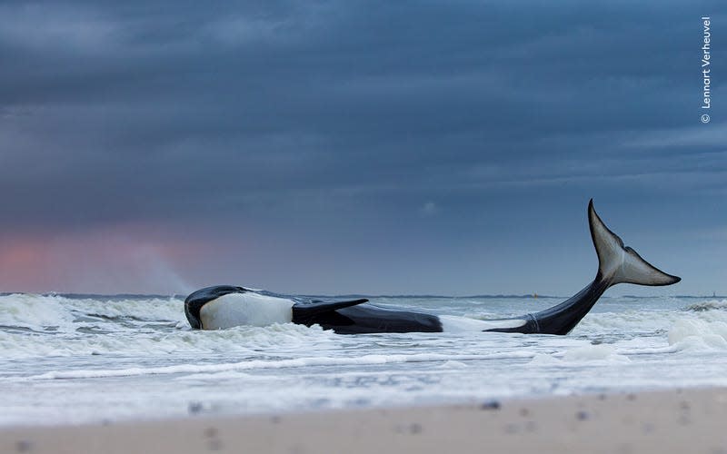 Photo: Lennart Verheuvel / Wildlife Photographer of the Year