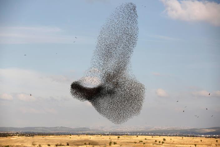 Starlings fly in formation near Beit Kama, Israel.