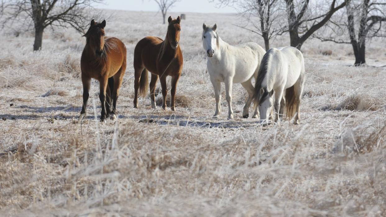 horses on drummond ranch in winter
