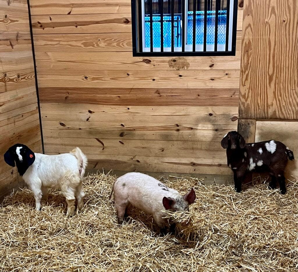 Two of the goats and a pig that were found on the property.