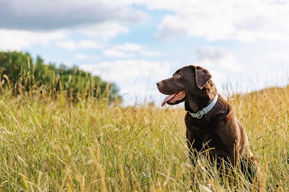 best large breed dogs labrador retriever