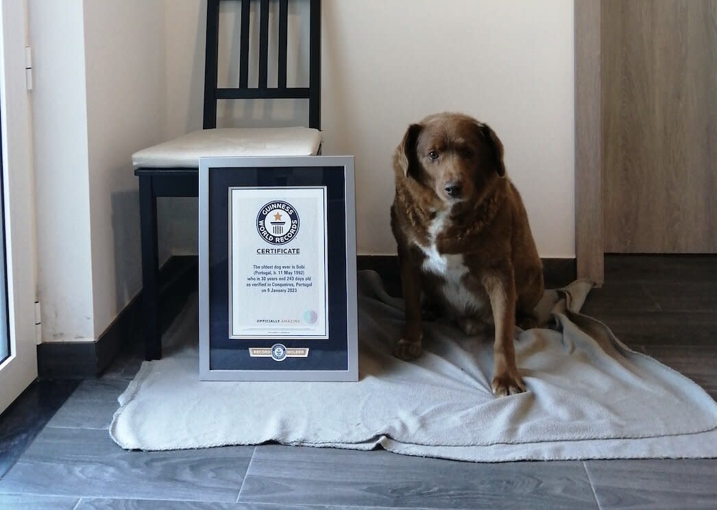 brown and white dog sits next to world record plaque on floor