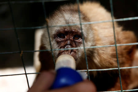 An employee gives vitamins with a syringe to a capuchin monkey at the Paraguana zoo in Punto Fijo, Venezuela July 22, 2016. REUTERS/Carlos Jasso