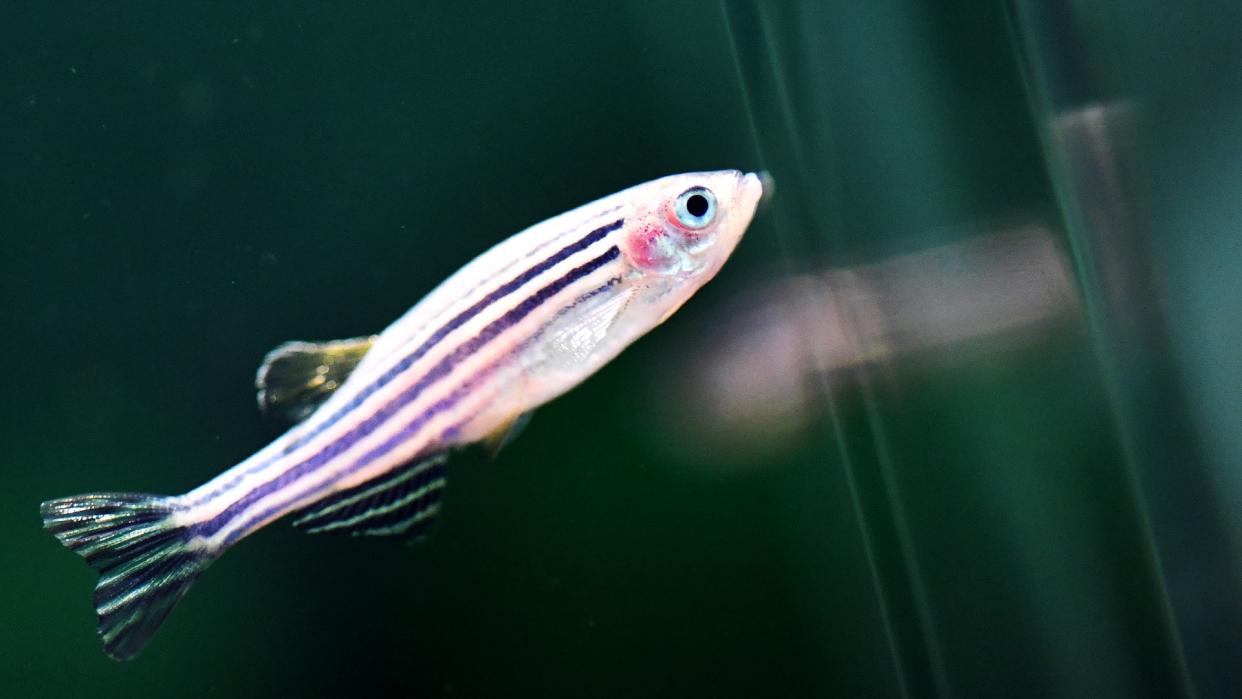  a small striped fish 