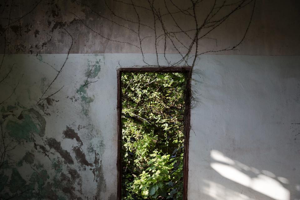 Vegetation grows through an open door of a house in the abandoned fishing village of Houtouwan on the island of Shengshan July 26, 2015. (REUTERS/Damir Sagolj)