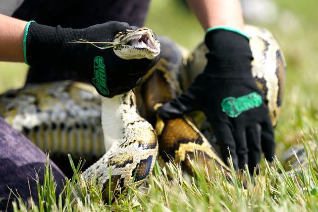 FILE - A Burmese python is held during a safe capture demonstration on June 16, 2022, in Miami. Florida wildlife officials said Thursday, Oct. 20, 2022, that 1,000 hunters from 32 states and as far away as Canada and Latvia removed 231 Burmese pythons during the 10-day competition known as the Florida Python Challenge, an annual competition to eliminate the invasive species from the South Florida wetlands preserve. (AP Photo/Lynne Sladky, File) (Photo: via Associated Press)