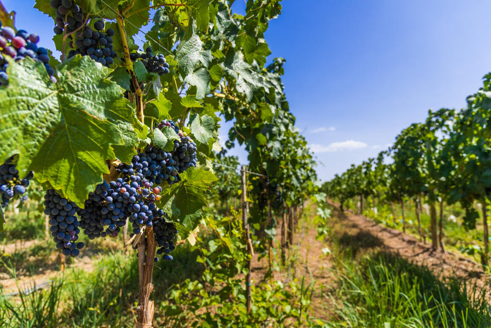 Mendoza (Photo: Scott Dunn)