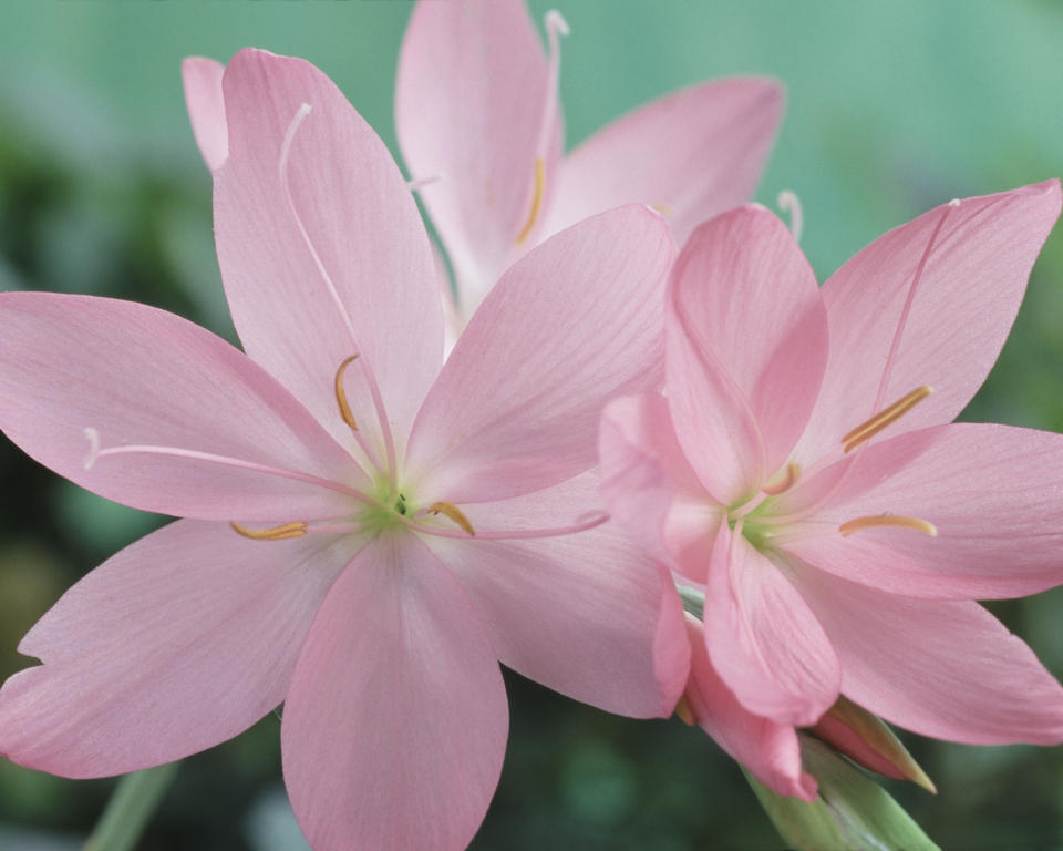 Hesperantha coccinea ‘Jennifer’