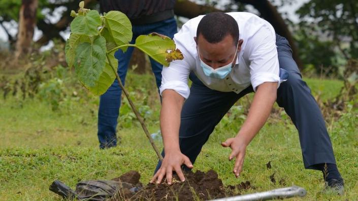 Ethiopia's Prime Minister Abiy Ahmed plants a tree during the tree-planting ceremony in Hawassa on 5 June 2020
