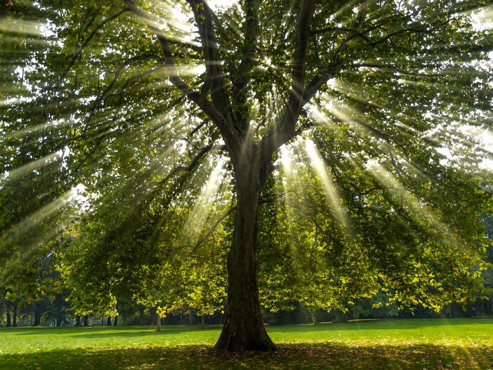 Sun shining through branches of American sycamore tree in park