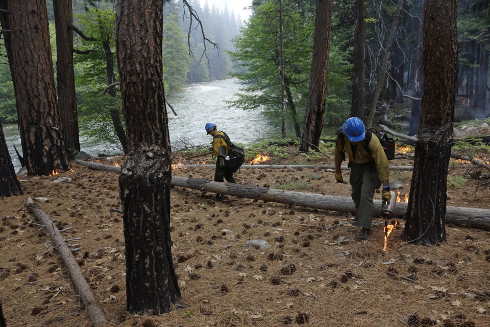 In this June 11, 2019 photo, firefighter Charles VeaVea, right, pours flame from a drip torch as his supervisor, Isaias Garcia, monitors a prescribed fire in Kings Canyon National Park, Calif. The prescribed burn, a low-intensity, closely managed fire, was intended to clear out undergrowth and protect the heart of Kings Canyon National Park from a future threatening wildfire. The tactic is considered one of the best ways to prevent the kind of catastrophic destruction that has become common, but its use falls woefully short of goals in the West. (AP Photo/Brian Melley)
