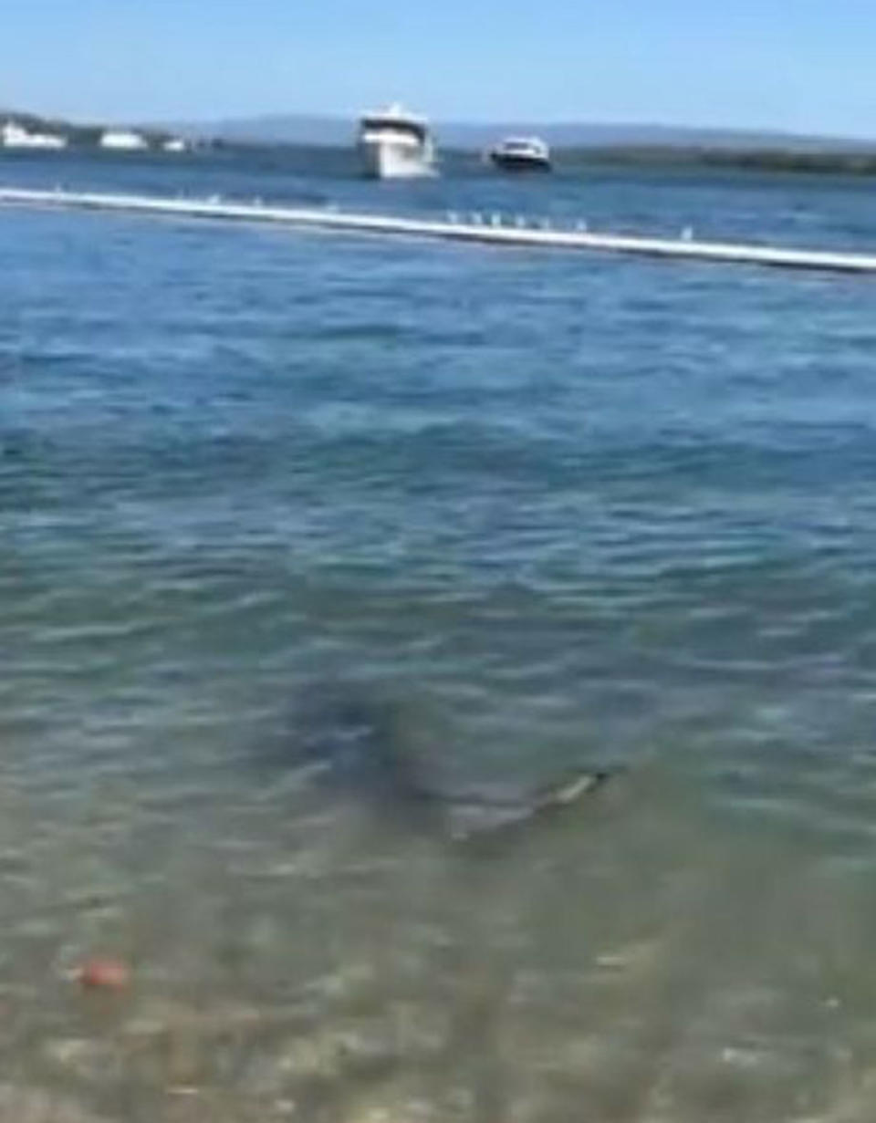 Gold Coast City Council said the shark likely jumped in while chasing bait fish. Source: Jeanette Haskew / Facebook