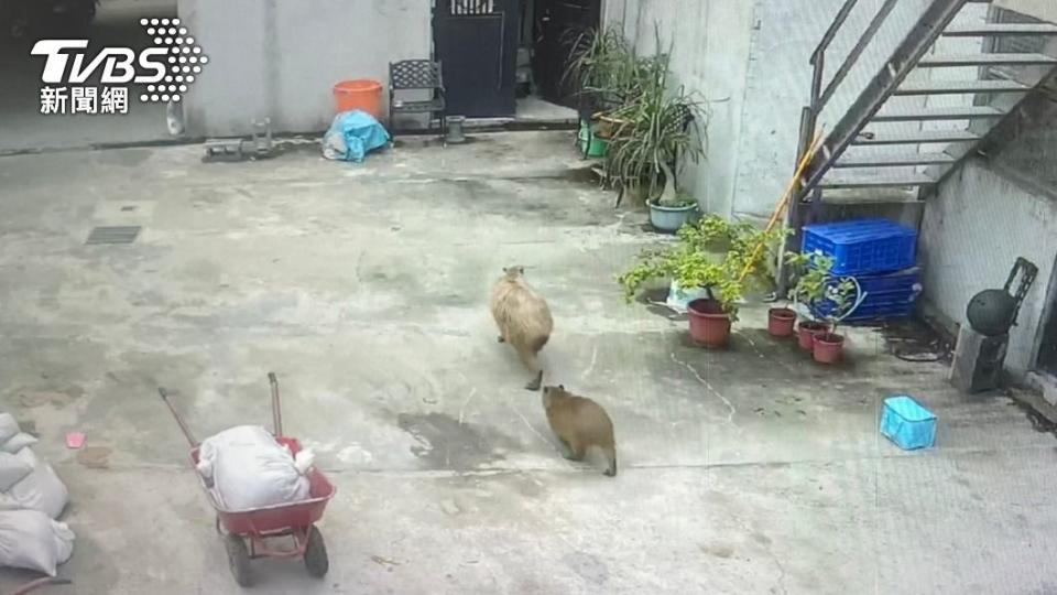 水豚趁門沒關偷偷跑出去。（圖／臺北市立動物園提供）