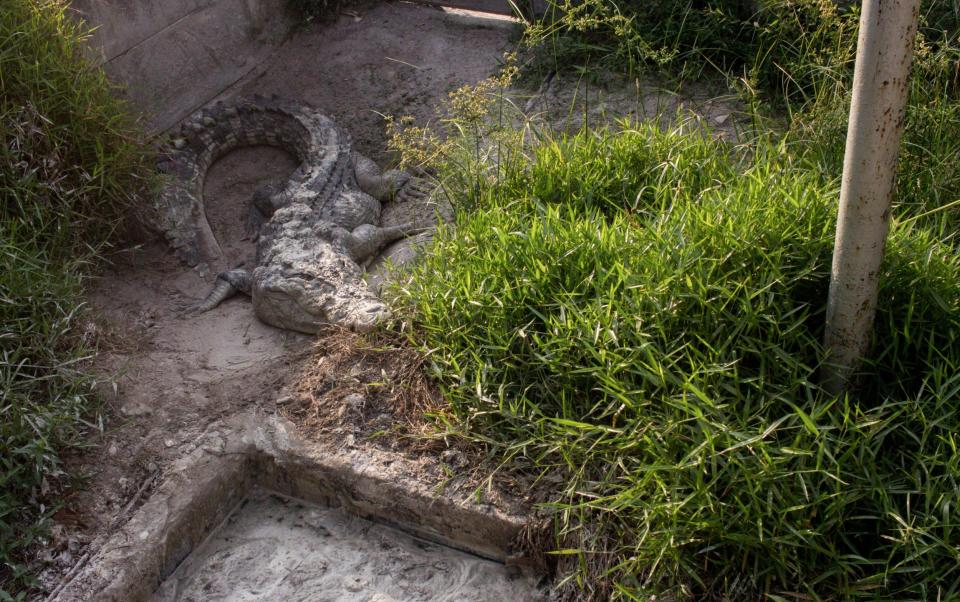 A saltwater crocodile, a protected species in Indonesia, lurks near a village