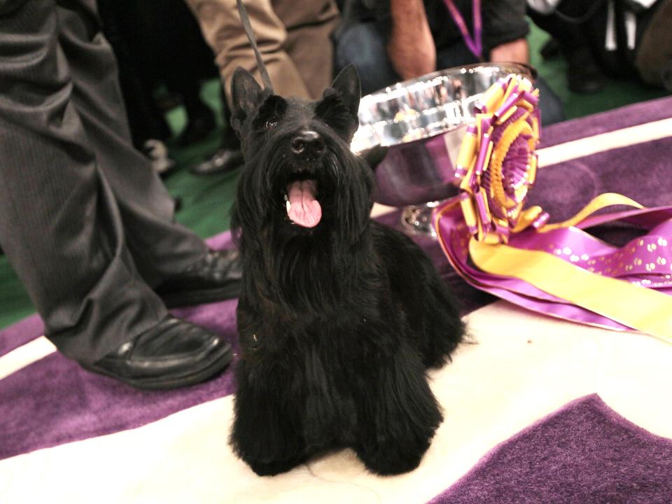 westminster 2010 winner