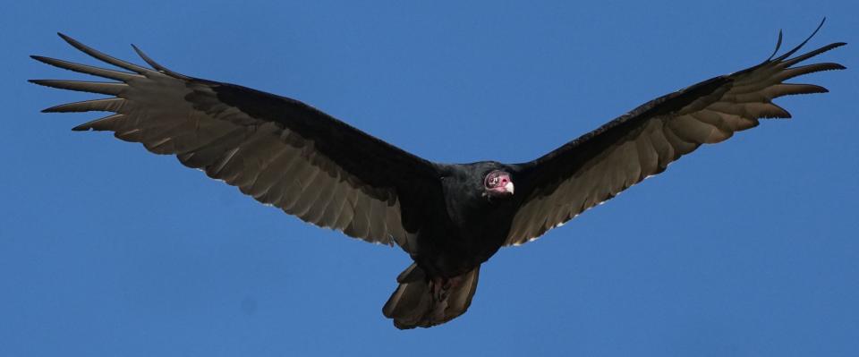 A turkey vulture soars above Devil's Lake State Park in Baraboo last week.