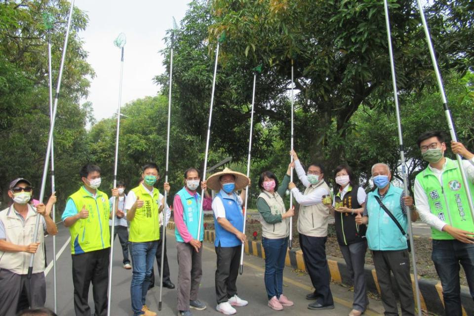 2022柳營芒著戀愛情人果節登場，安排採摘土芒果。（記者陳佳伶攝）