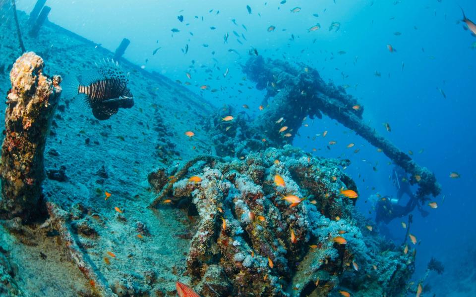 Sea life coral and lionfish fish Shipwreck Diving SS Thistlegorm - iStock