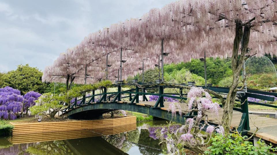 日本旅遊｜5大紫藤名所推介！足利花卉公園/白毫寺/世羅藤園/河內藤園紫藤園｜附祭典+點燈日期