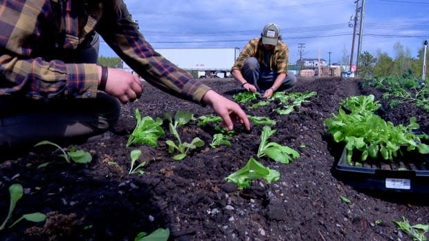 The Vancouver Neighbourhood Food Networks helps teach individuals and communities food skills through community gardens, kitchens and other programming. (Chantal Dubuc/CBC - image credit)