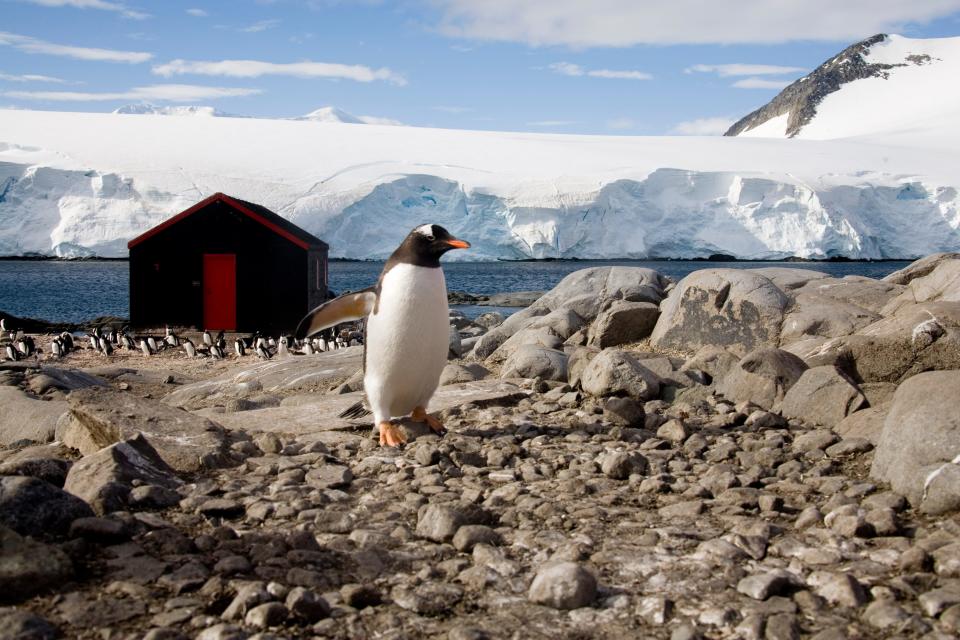 a penguin at the "Penguin Post Office," Port Lockroy on Goudier Island in Antarctica