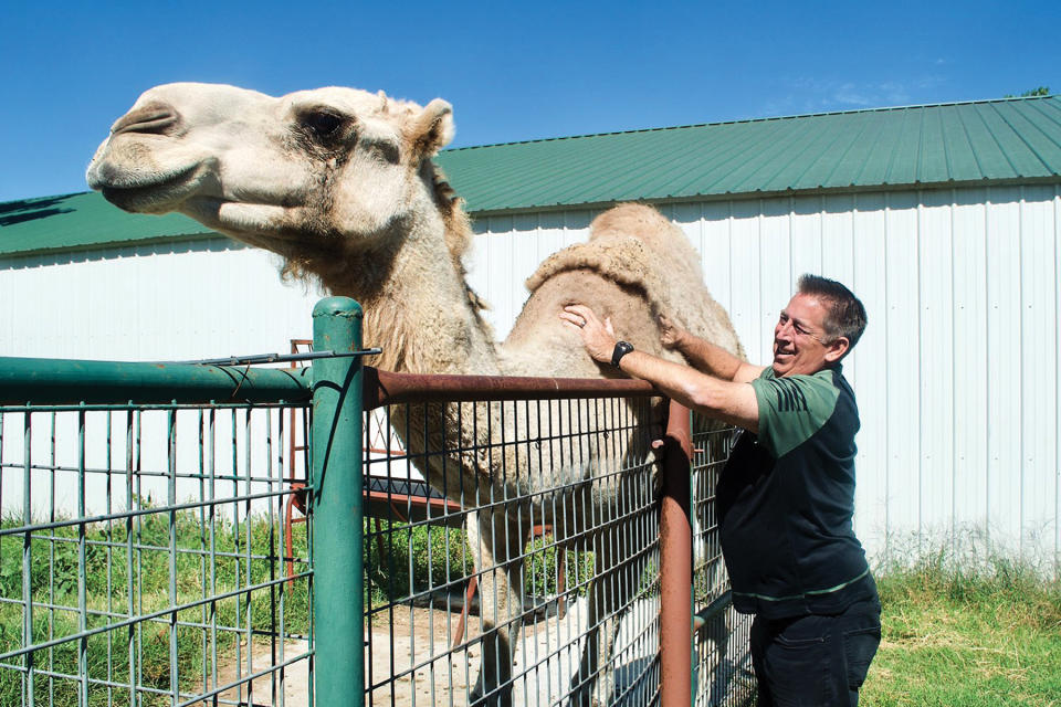 Bryan Clemensen stops a tour of the group home to pet Sally, the ranch’s beloved camel.